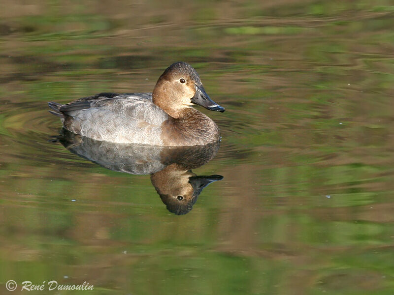 Common Pochard female