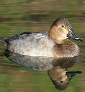 Common Pochard