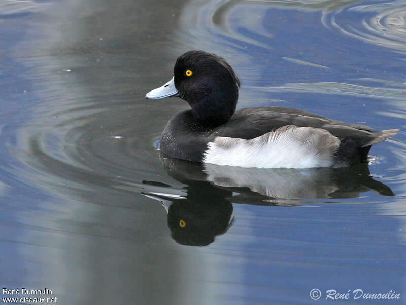 Tufted Duck male adult transition, identification