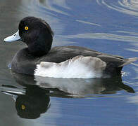 Tufted Duck