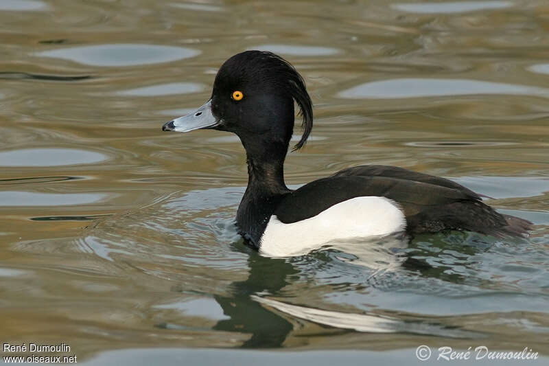 Tufted Duck male adult breeding, identification