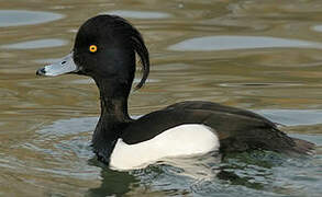 Tufted Duck