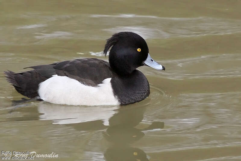 Tufted Duck male adult, identification