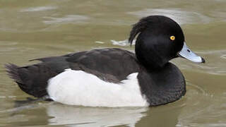 Tufted Duck