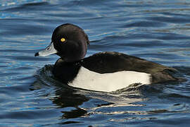 Tufted Duck