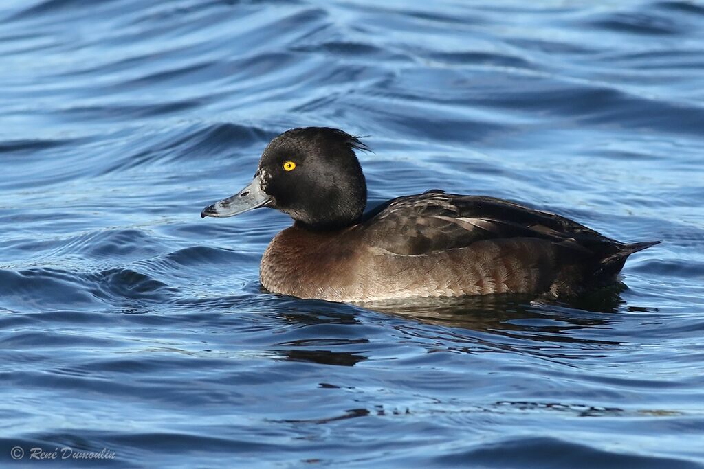 Tufted Duck female adult breeding, identification