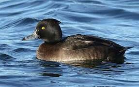 Tufted Duck