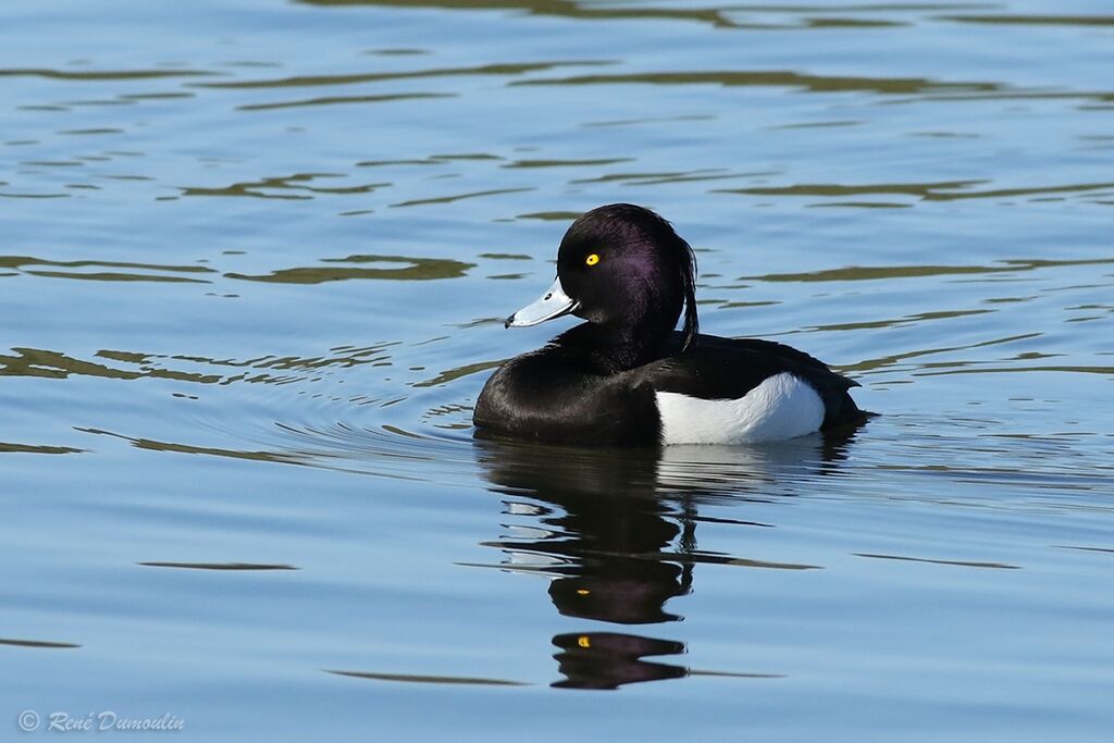 Tufted Duck male adult breeding, identification