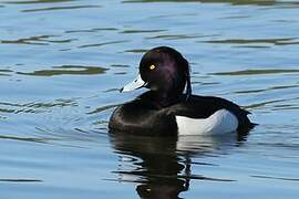 Tufted Duck