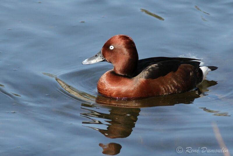 Ferruginous Duck male adult, identification