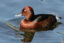 Ferruginous Duck