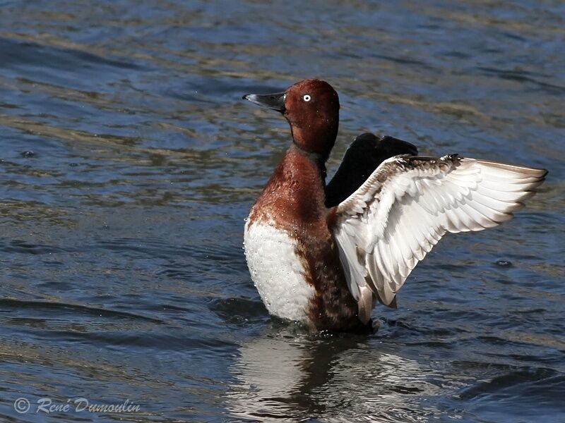 Ferruginous Duck male adult, care, pigmentation