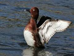 Ferruginous Duck