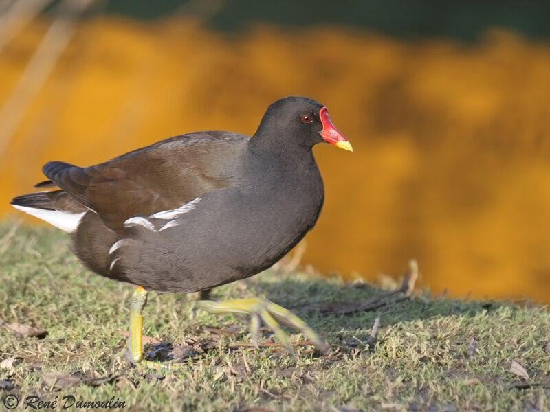 Gallinule poule-d'eauadulte