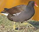 Gallinule poule-d'eau