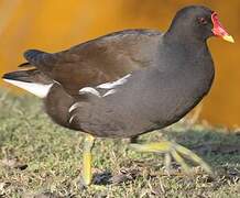 Gallinule poule-d'eau