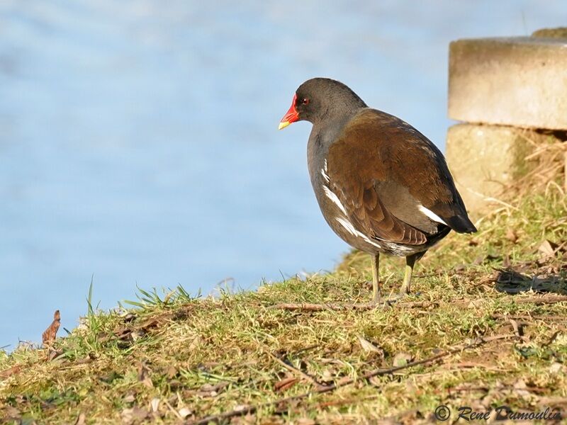 Gallinule poule-d'eauadulte