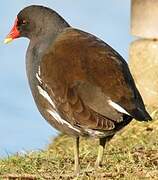 Gallinule poule-d'eau