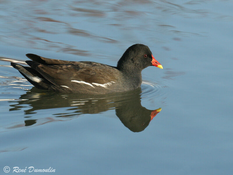 Gallinule poule-d'eauadulte