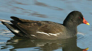 Common Moorhen