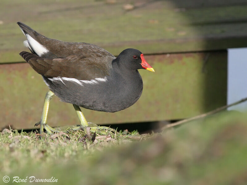 Gallinule poule-d'eauadulte