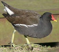 Gallinule poule-d'eau