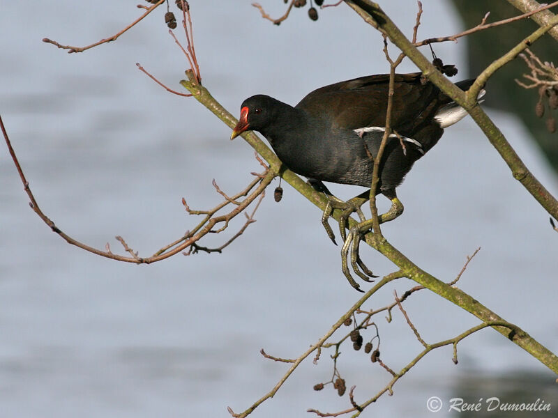 Gallinule poule-d'eauadulte