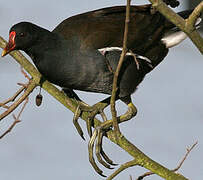 Common Moorhen