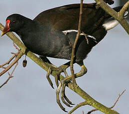 Gallinule poule-d'eau