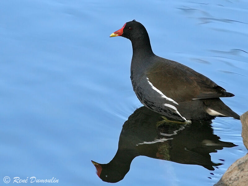 Gallinule poule-d'eauadulte, identification