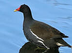 Gallinule poule-d'eau