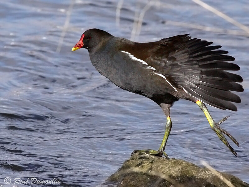 Gallinule poule-d'eauadulte, identification