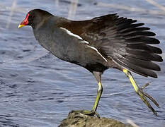 Gallinule poule-d'eau