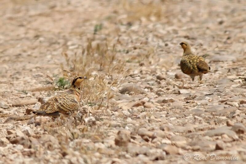 Pin-tailed Sandgrouse , identification