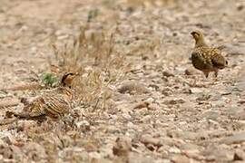 Pin-tailed Sandgrouse