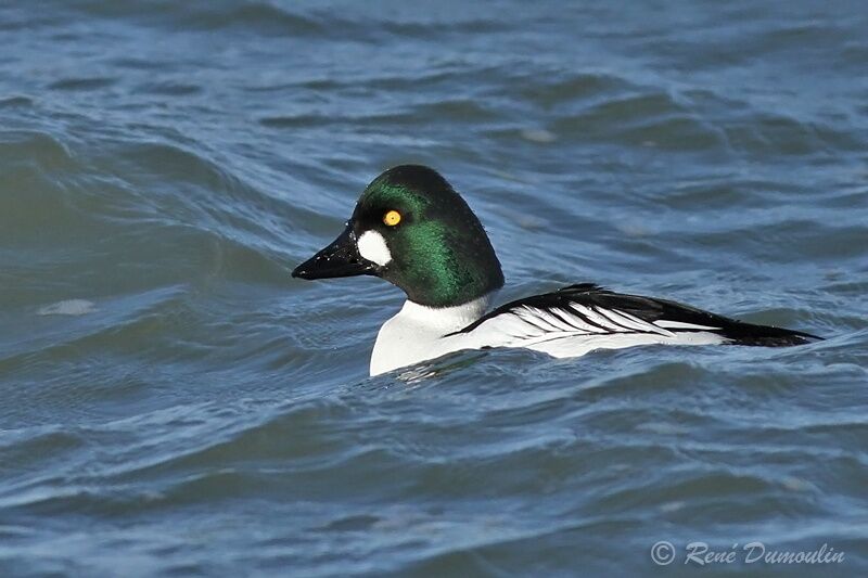 Common Goldeneye male adult, identification