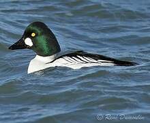 Common Goldeneye