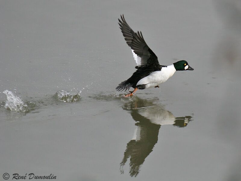 Common Goldeneye male adult