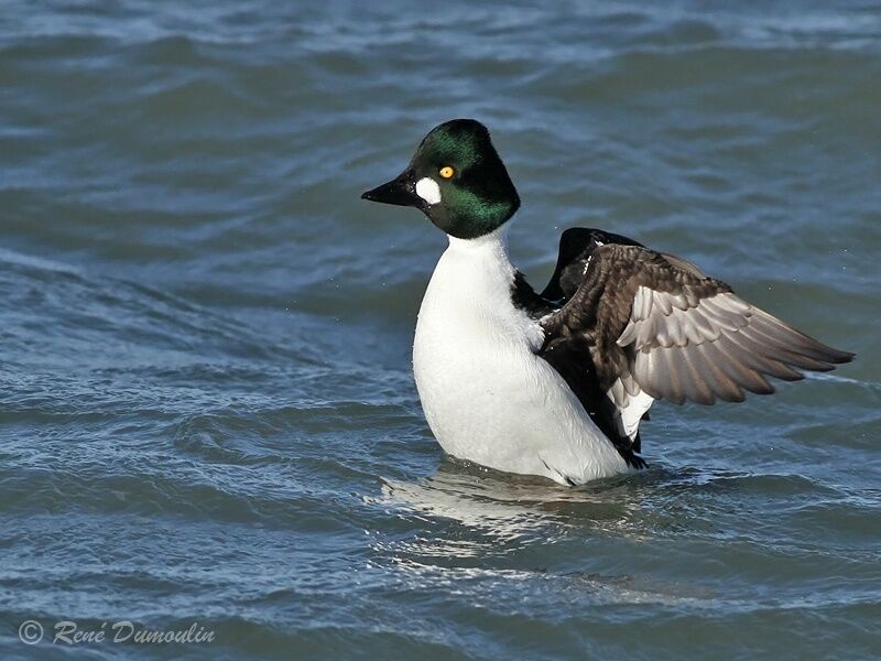 Common Goldeneye male adult breeding, identification