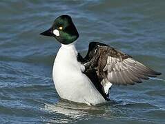 Common Goldeneye