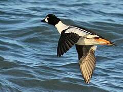 Common Goldeneye