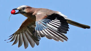 Eurasian Jay