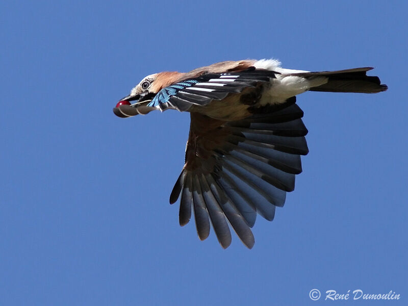 Eurasian Jayadult, Flight, Behaviour