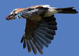 Eurasian Jay