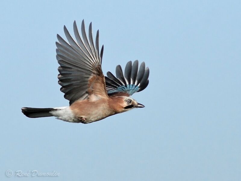 Eurasian Jay, Flight