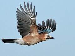 Eurasian Jay