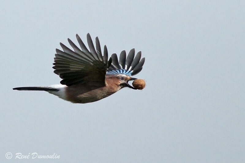 Eurasian Jayadult, Flight