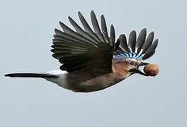 Eurasian Jay