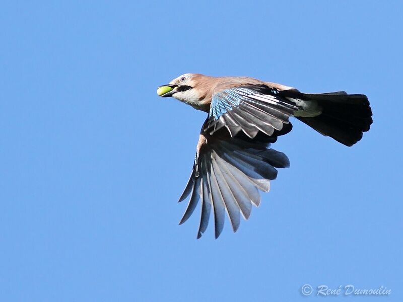 Eurasian Jay, Flight