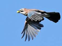 Eurasian Jay